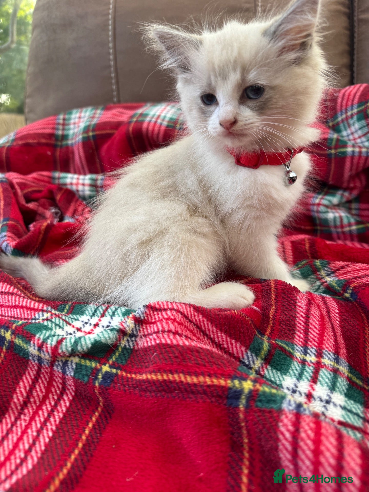 Ragdoll cats Blue point kittens - Advert 2