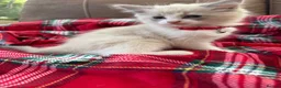 Ragdoll cats for sale: Blue point kittens - Advert 1