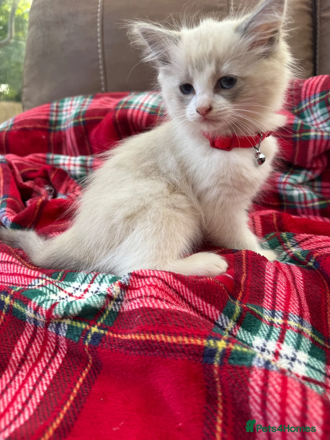Ragdoll cats for sale: Blue point kittens - Advert 1