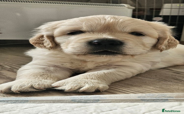 Golden Retriever dogs - Advert 9