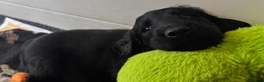 Flat coated Retriever 2