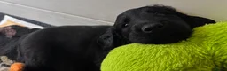 Flat coated Retriever dogs for sale: Flat Coated Retriever Puppies   - Advert 2