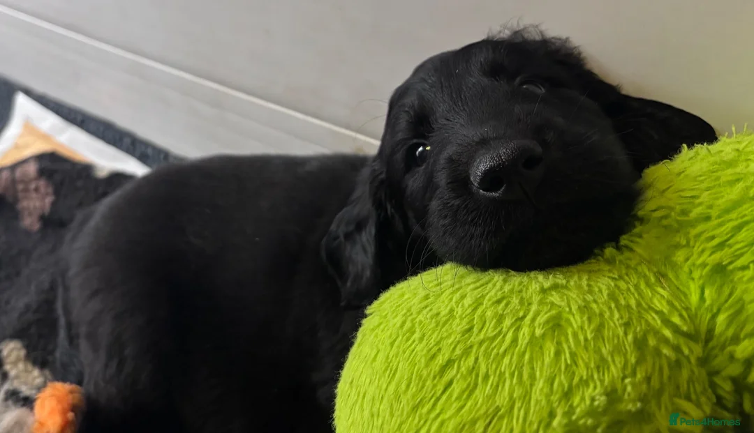 Flat coated Retriever dogs for sale: Flat Coated Retriever Puppies   - Advert 2