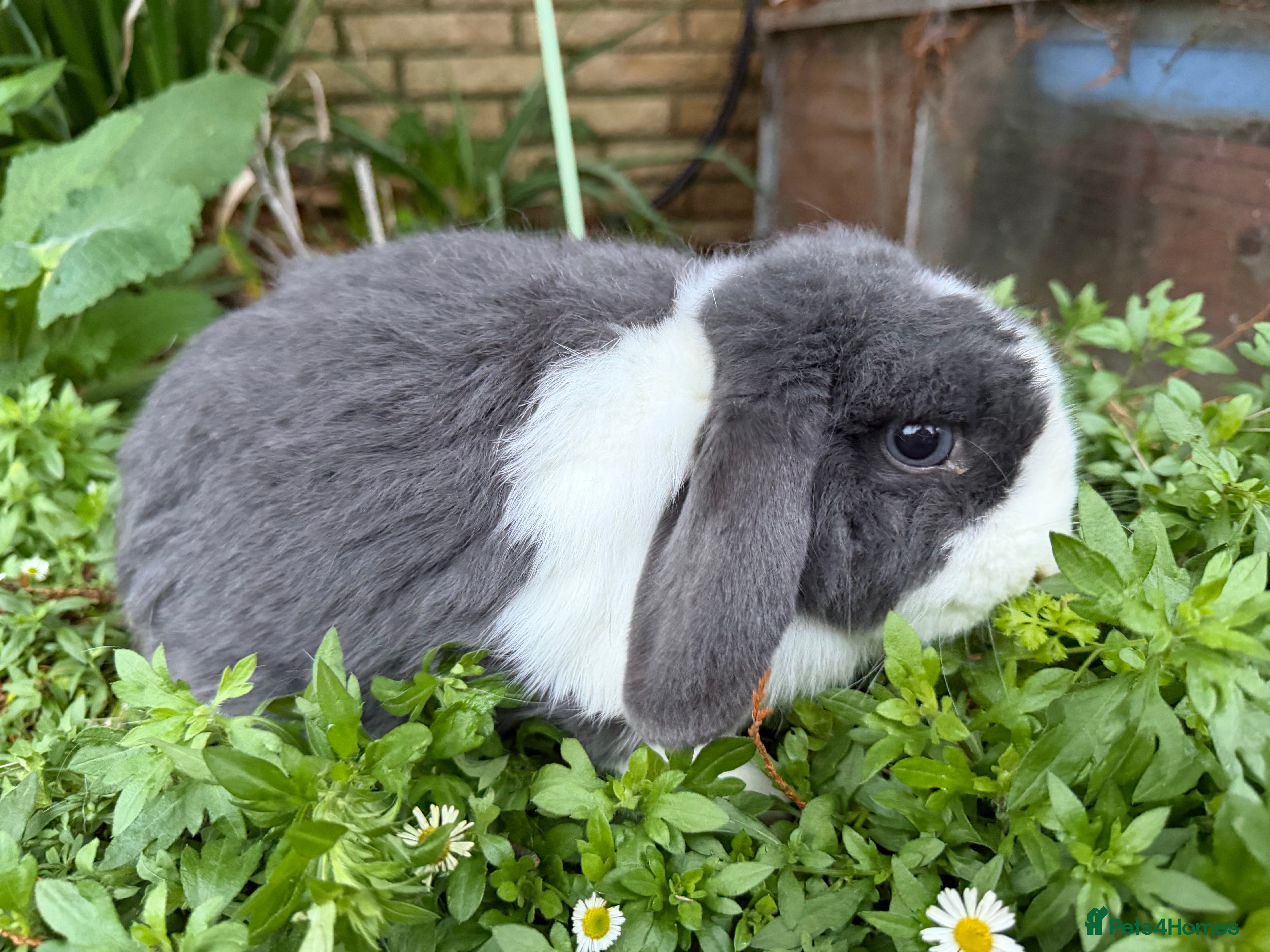 Mini Lop rabbits Breeding pair of mini lops (can go separately)  - Advert 1