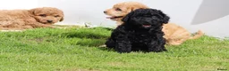 Cockapoo dogs for sale: Beautiful Cockapoo puppies for sale  in Llanelli - Advert 4