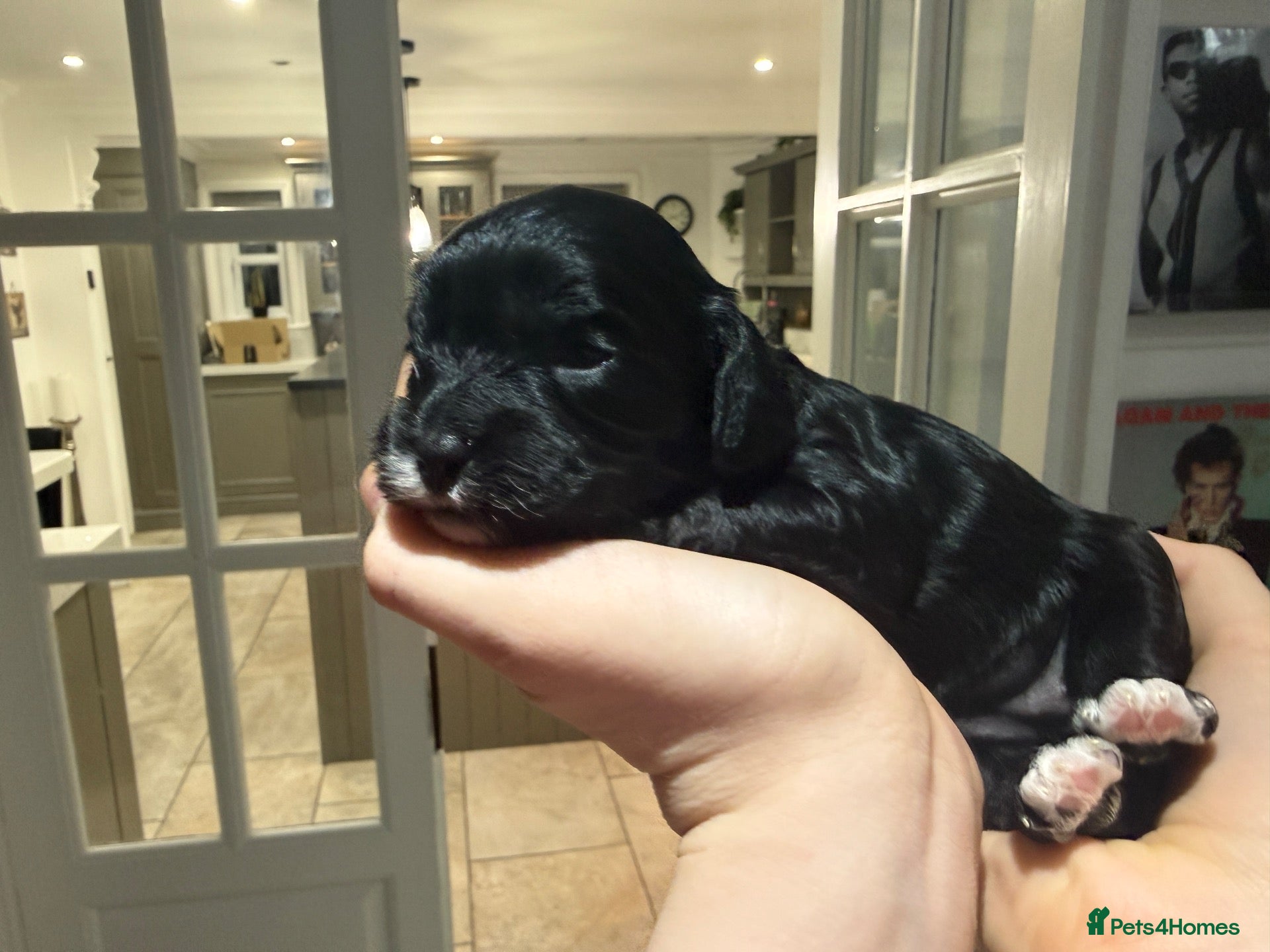 Cavapoo dogs Cavapoo f1 health tested 5* incensed  - Advert 2