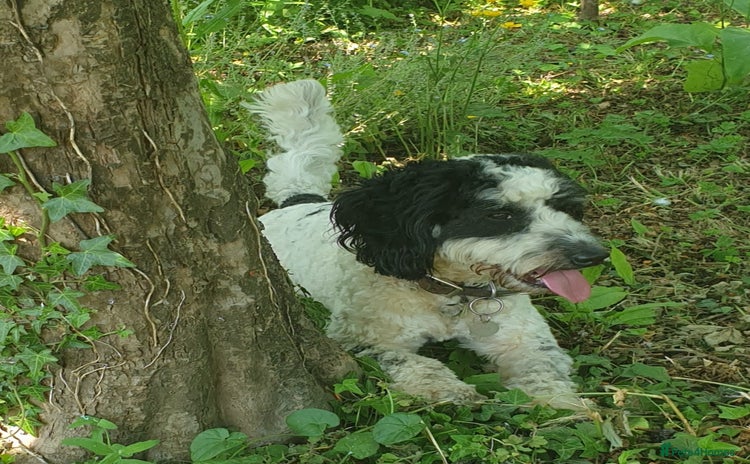 Cockapoo dogs - Advert 4