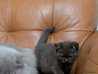 British Shorthair cats British Shorthair kittens - Advert 2