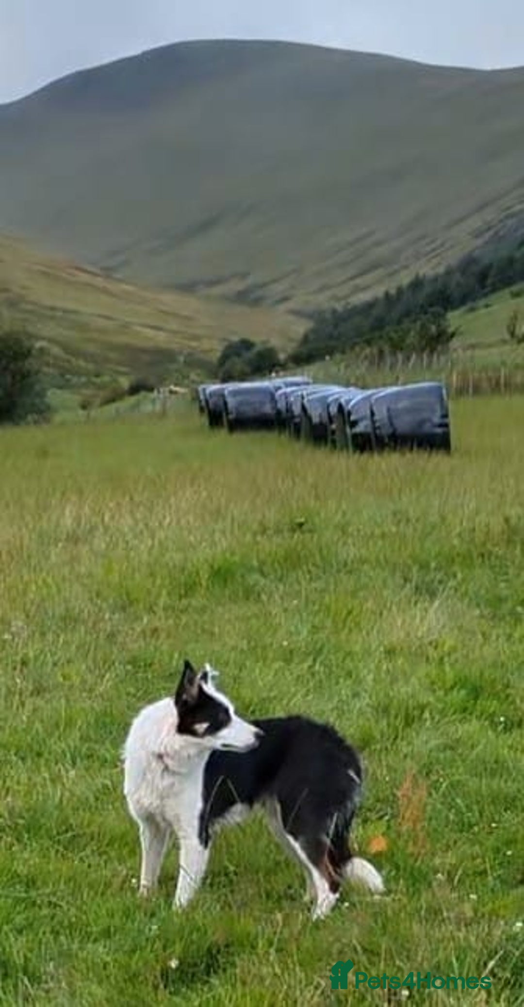 Border Collie dogs for sale: 17 month Border Collie  - Image 2