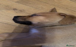 Mixed Breed dogs for sale: 3 x male puppies DDB x  - Image 2