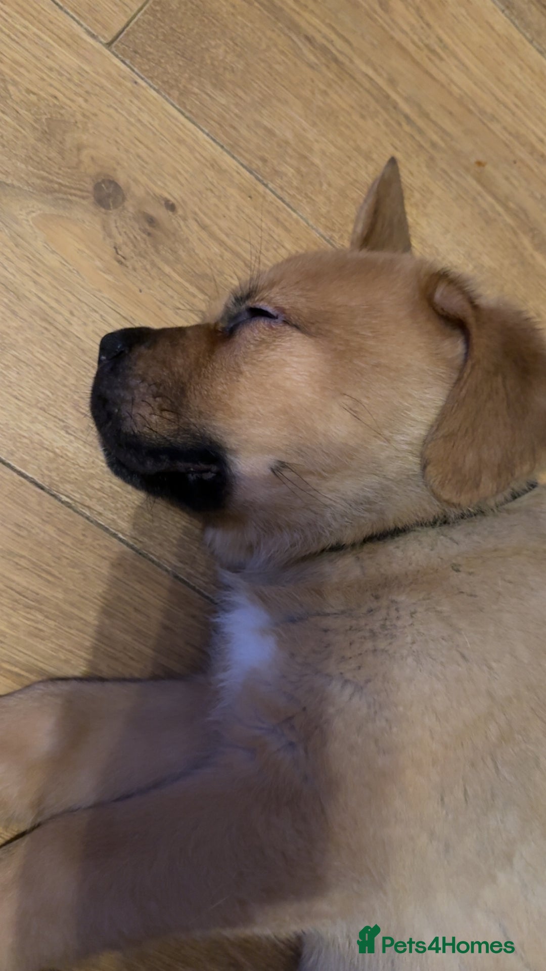 Mixed Breed dogs for sale: 3 x male puppies DDB x  - Image 2