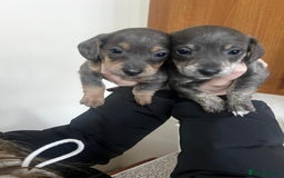Mixed Breed dogs for sale: ✨ Miniature Dachshund × Bichon Puppies ✨ - Advert 9