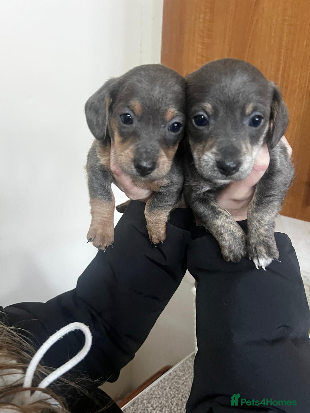 Mixed Breed dogs for sale: ✨ Miniature Dachshund × Bichon Puppies ✨ - Advert 9
