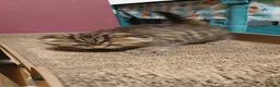 Scottish Fold cats for sale: Scottish fold kitten Tabby gold boy  - Advert 11