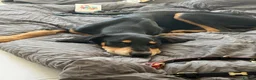 Mixed Breed dogs for sale: Diablo - Doberman cross Lurcher  - Advert 3