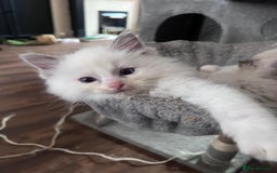 Ragdoll cats for sale: Stunning Ragdoll kittens for sale - Image 1