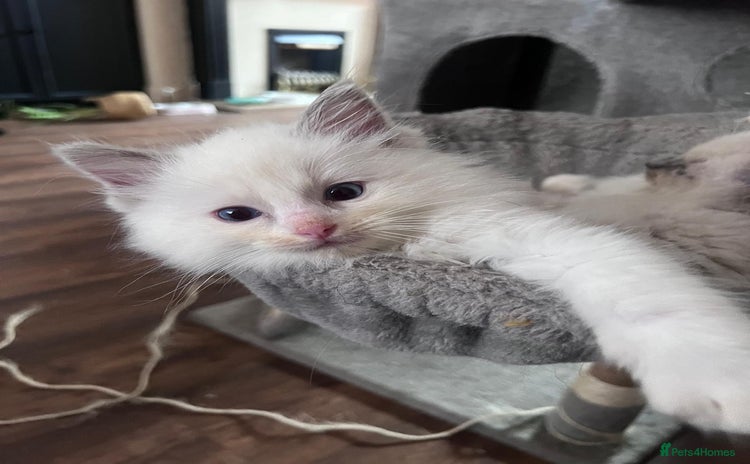 Ragdoll cats - Advert 8