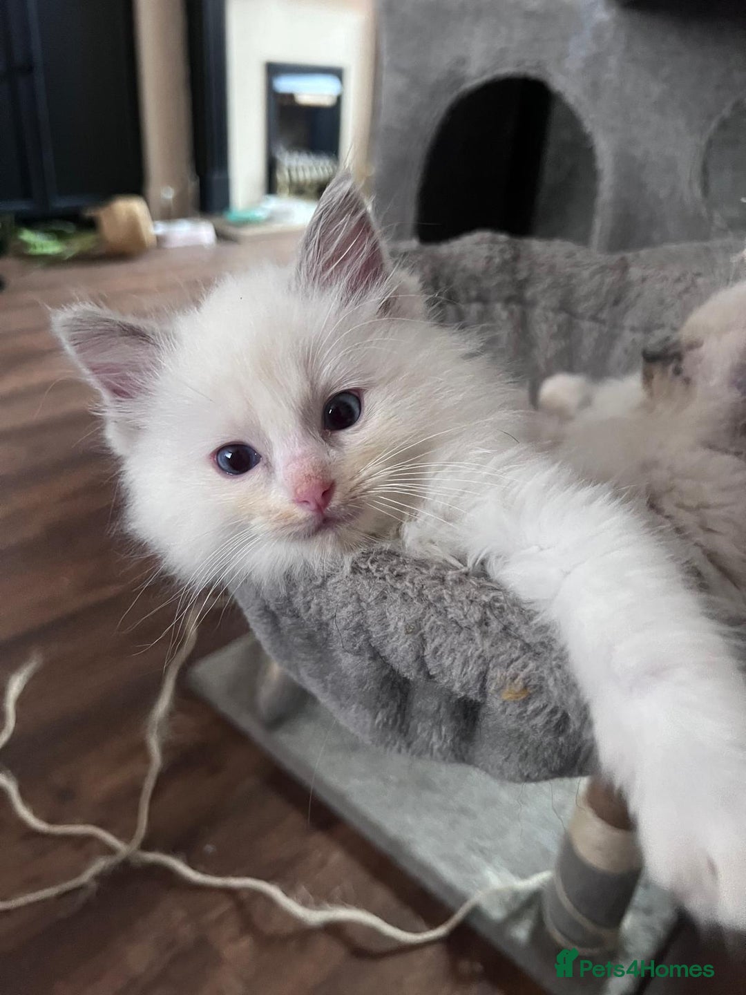 Ragdoll cats for sale: Stunning Ragdoll kittens for sale - Image 1