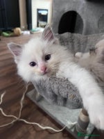 Ragdoll cats - Advert 6