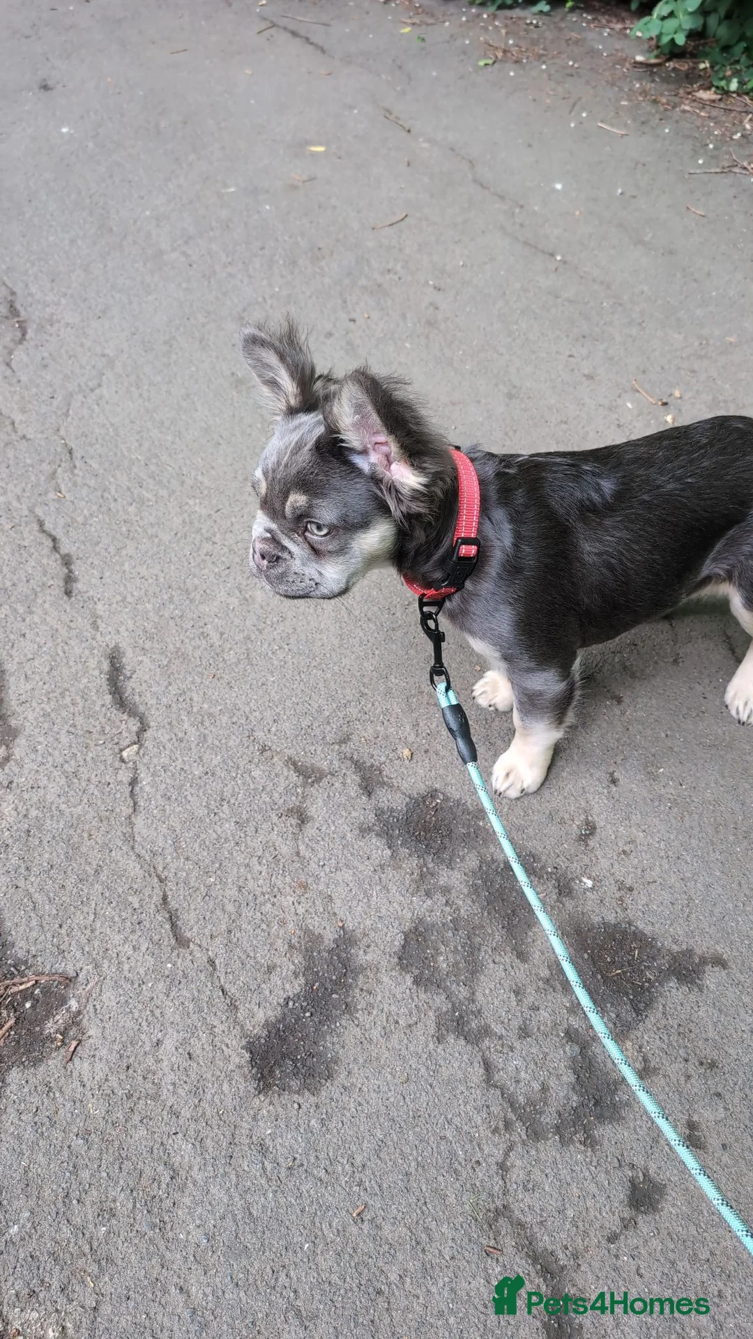 French Bulldog dogs for sale: Tan and Blue fluffy Frenchie 5month old - Advert 2