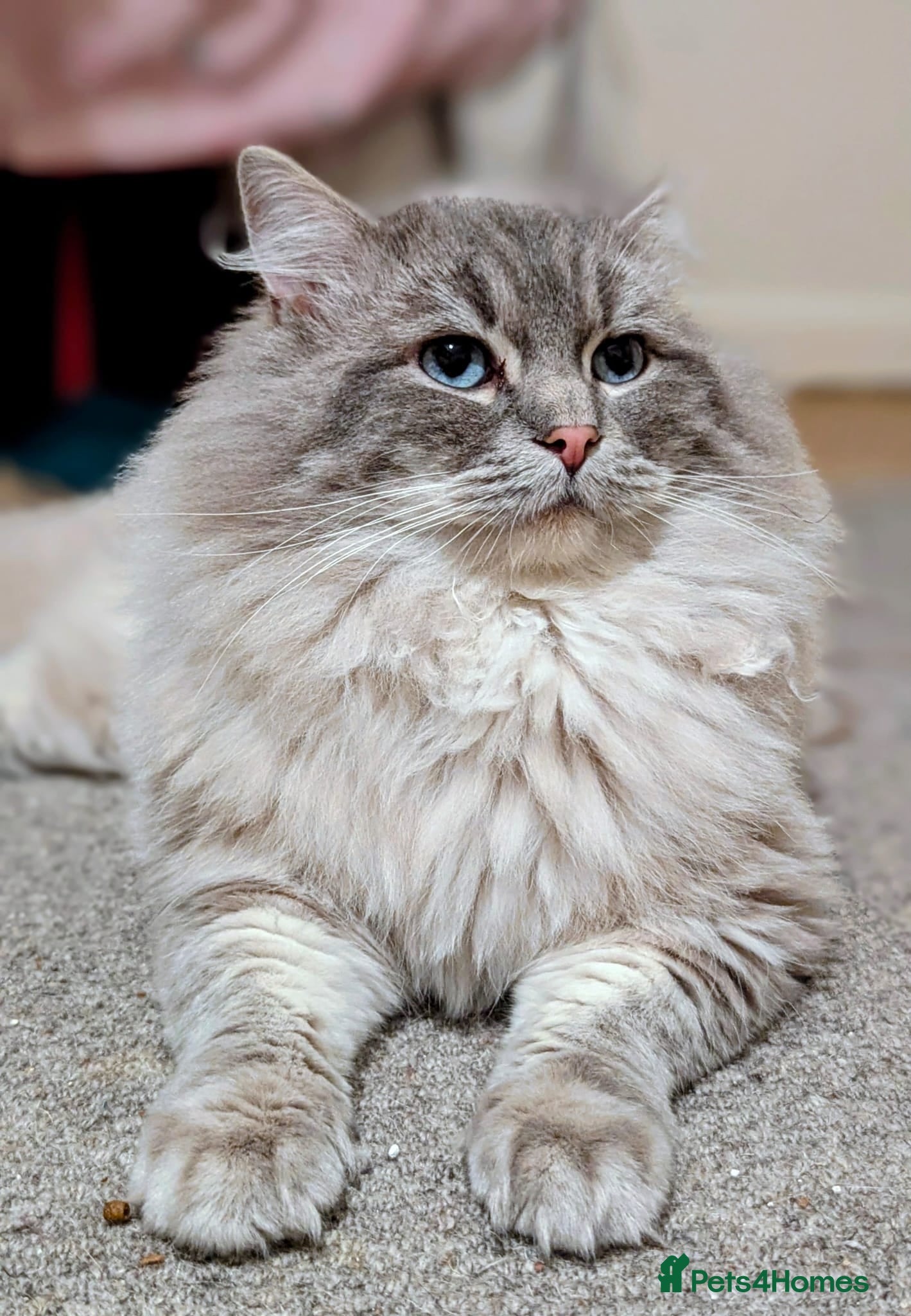 Ragdoll cats King Baloo 👑  - Advert 2