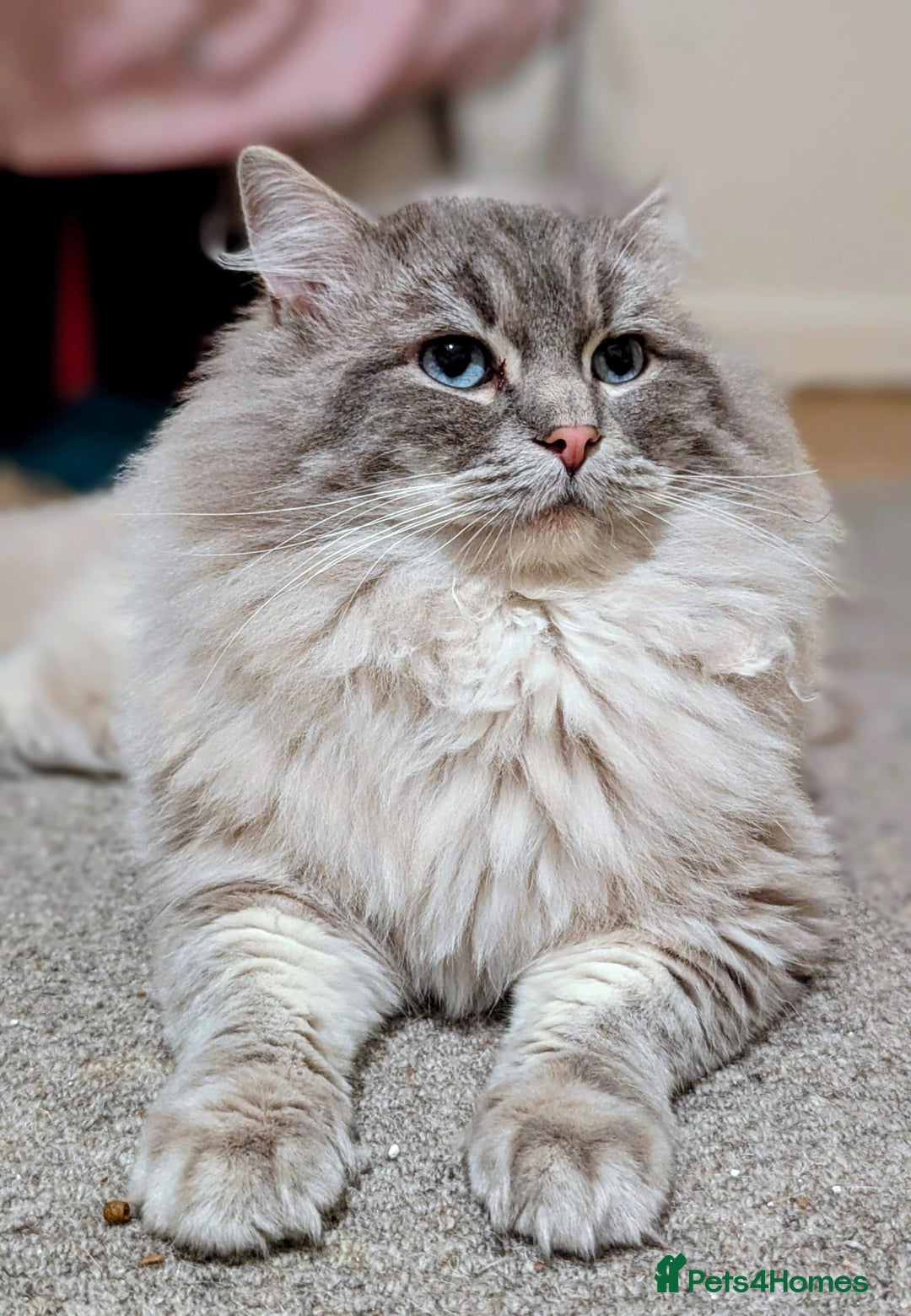 Ragdoll cats for stud: King Baloo 👑  - Advert 1