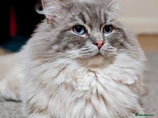 Ragdoll cats King Baloo 👑 - Advert 2