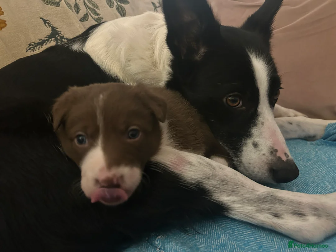 Border Collie dogs for sale: Collie pups - Advert 12