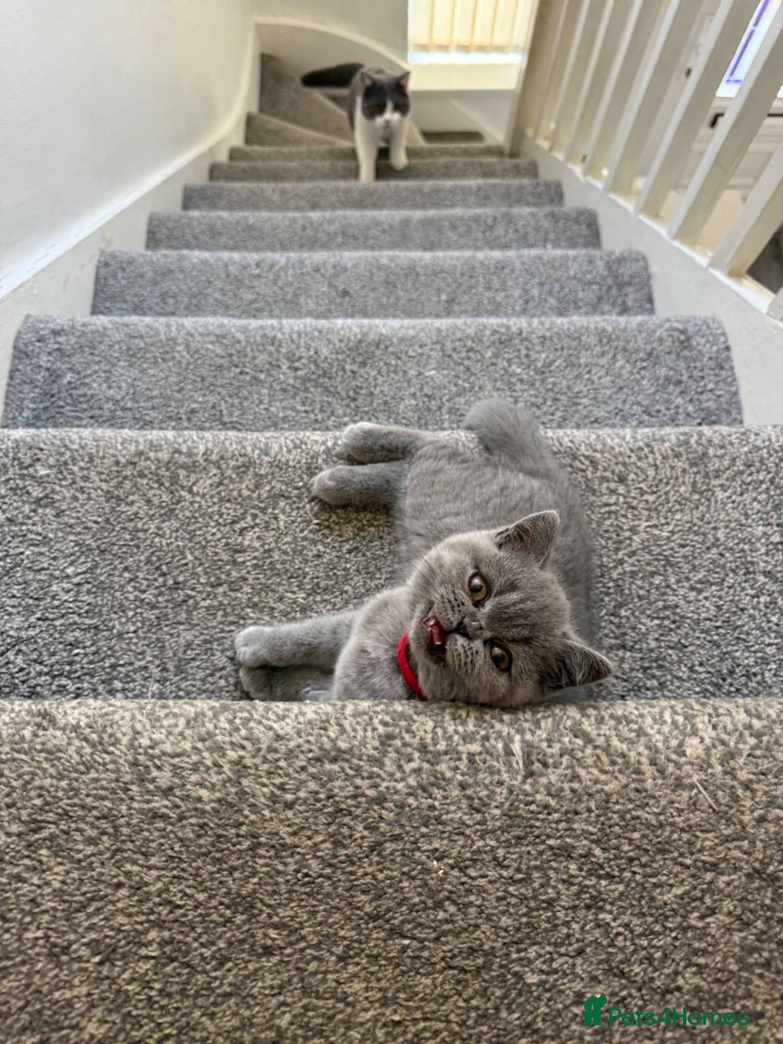 British Shorthair cats for sale: Pedigree British Shorthair Kittens ready to go! - Advert 20