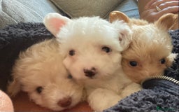 Chipoo dogs for sale: Chipoo Girls 💗 - Image 1