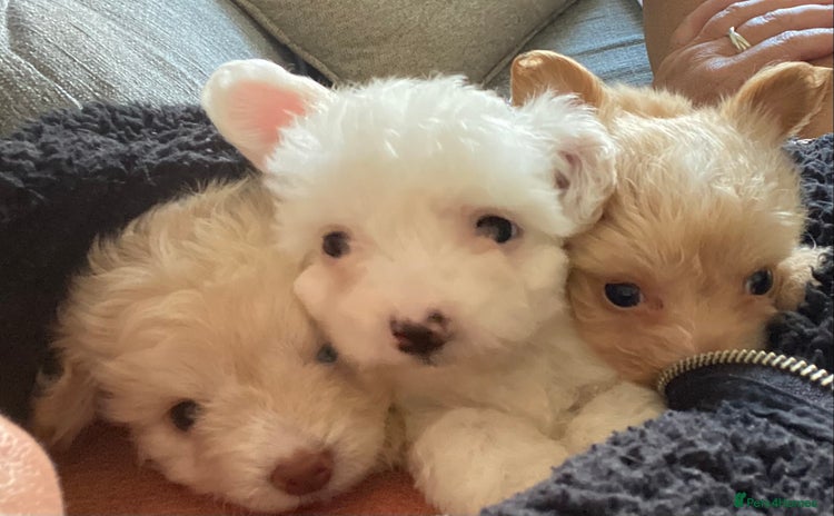 Chipoo dogs - Advert 1