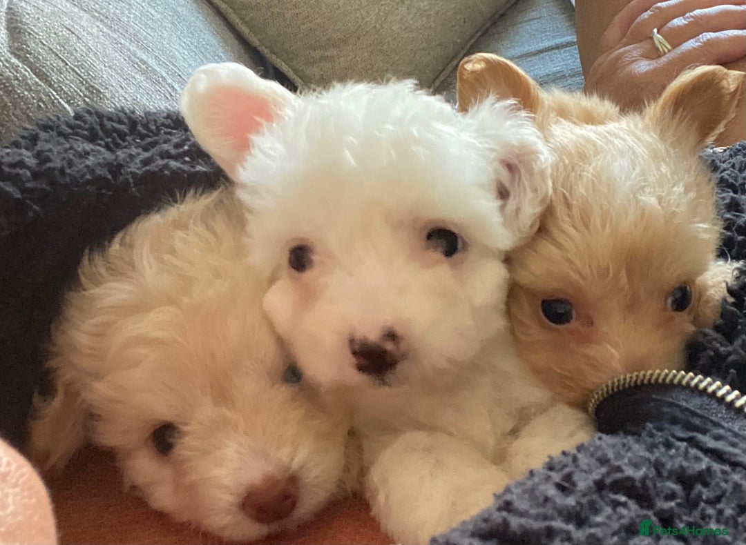 Chipoo dogs for sale: Chipoo Girls 💗 - Image 1