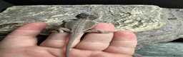 Gecko reptiles for sale: Lizards for rehome  - lot to choose from  - Advert 16