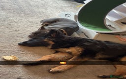 German Shepherd dogs for sale: German shepherd  - Image 5
