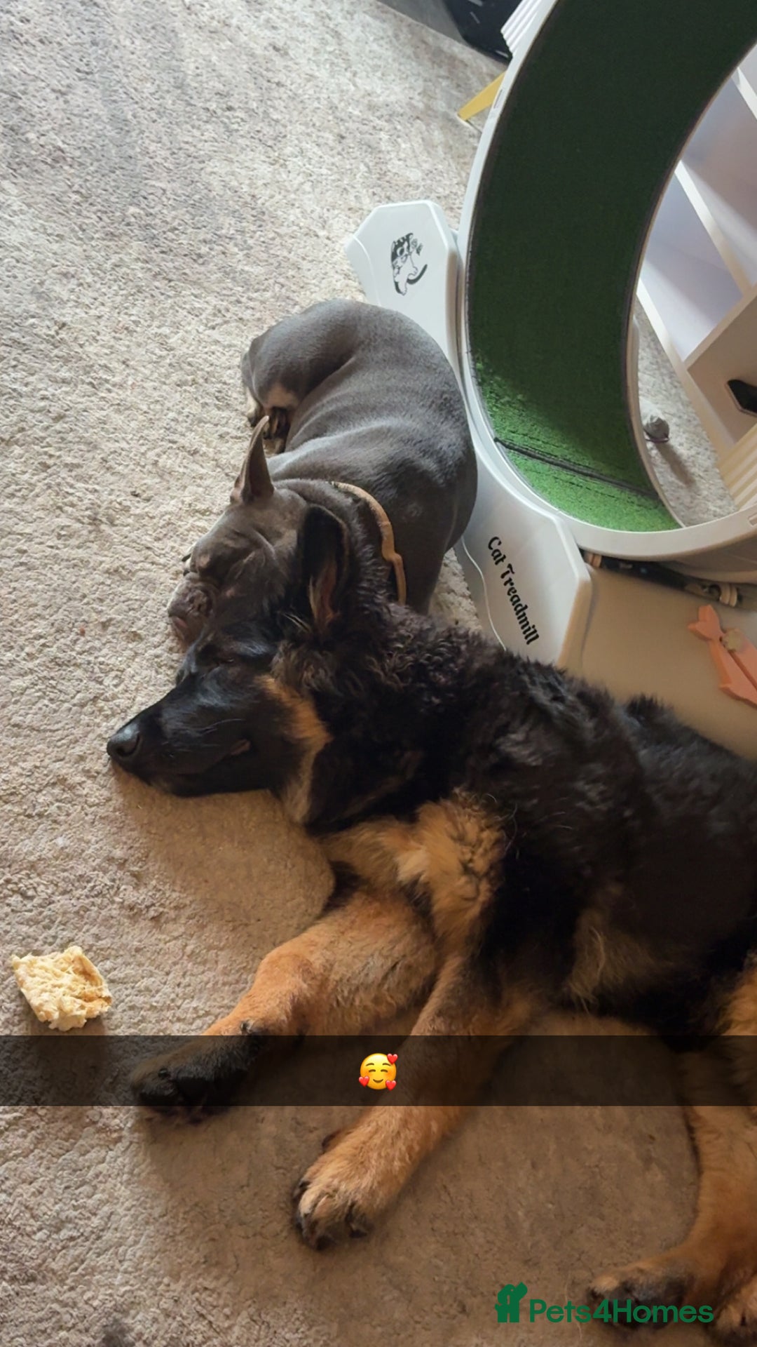 German Shepherd dogs for sale: German shepherd  - Image 5