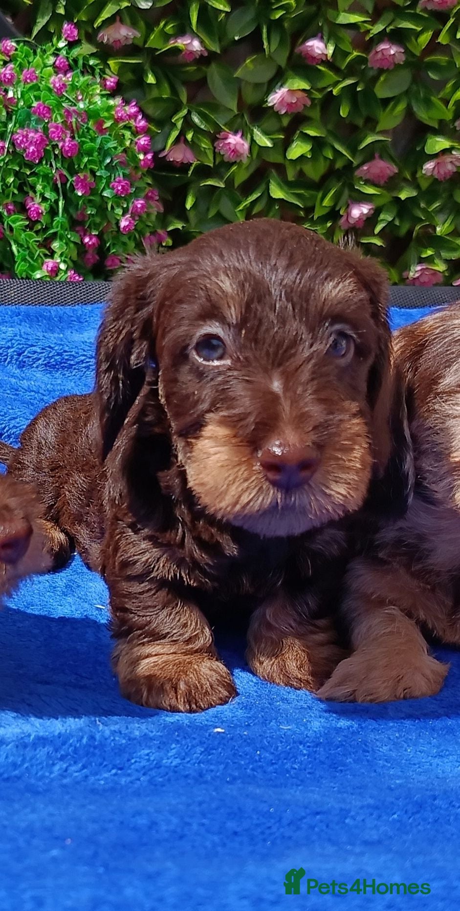Miniature Dachshund dogs QUAILTY MINI WIRES KC REG PRA LAFORA CLEAR - Advert 2
