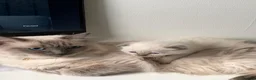 Mixed Breed cats for sale: Scottish fold x Ragdoll Kitten for sale in Halesowen - Advert 8