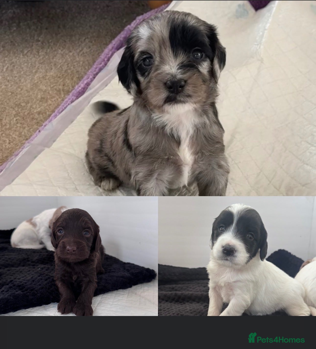 Sproodle dogs Rare Merle Sroodles  - Advert 12