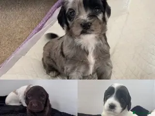 Sproodle dogs Rare Merle Sroodles - Advert 12