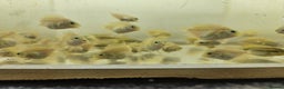 Cichlids fish for sale: Platinum polar parrots chiclids - Advert 5