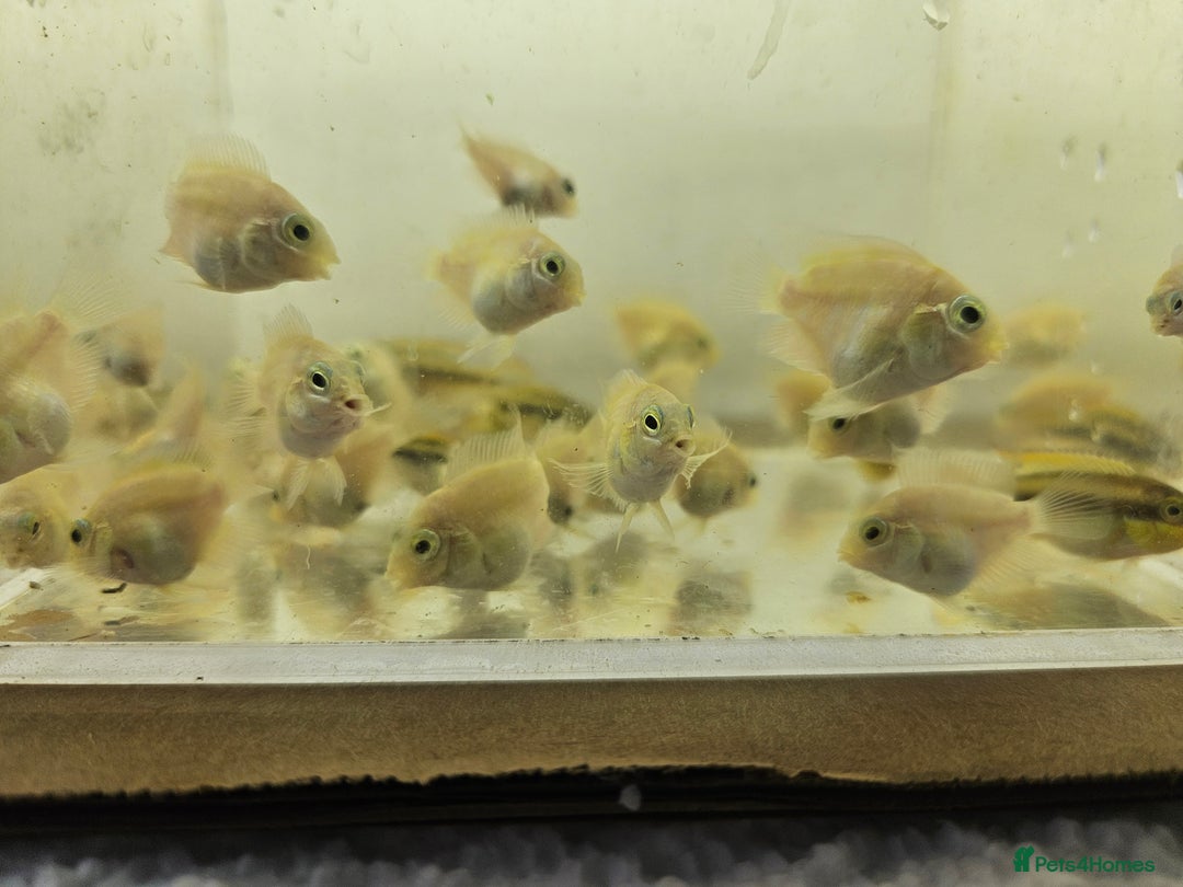 Cichlids fish for sale: Platinum polar parrots chiclids - Image 5