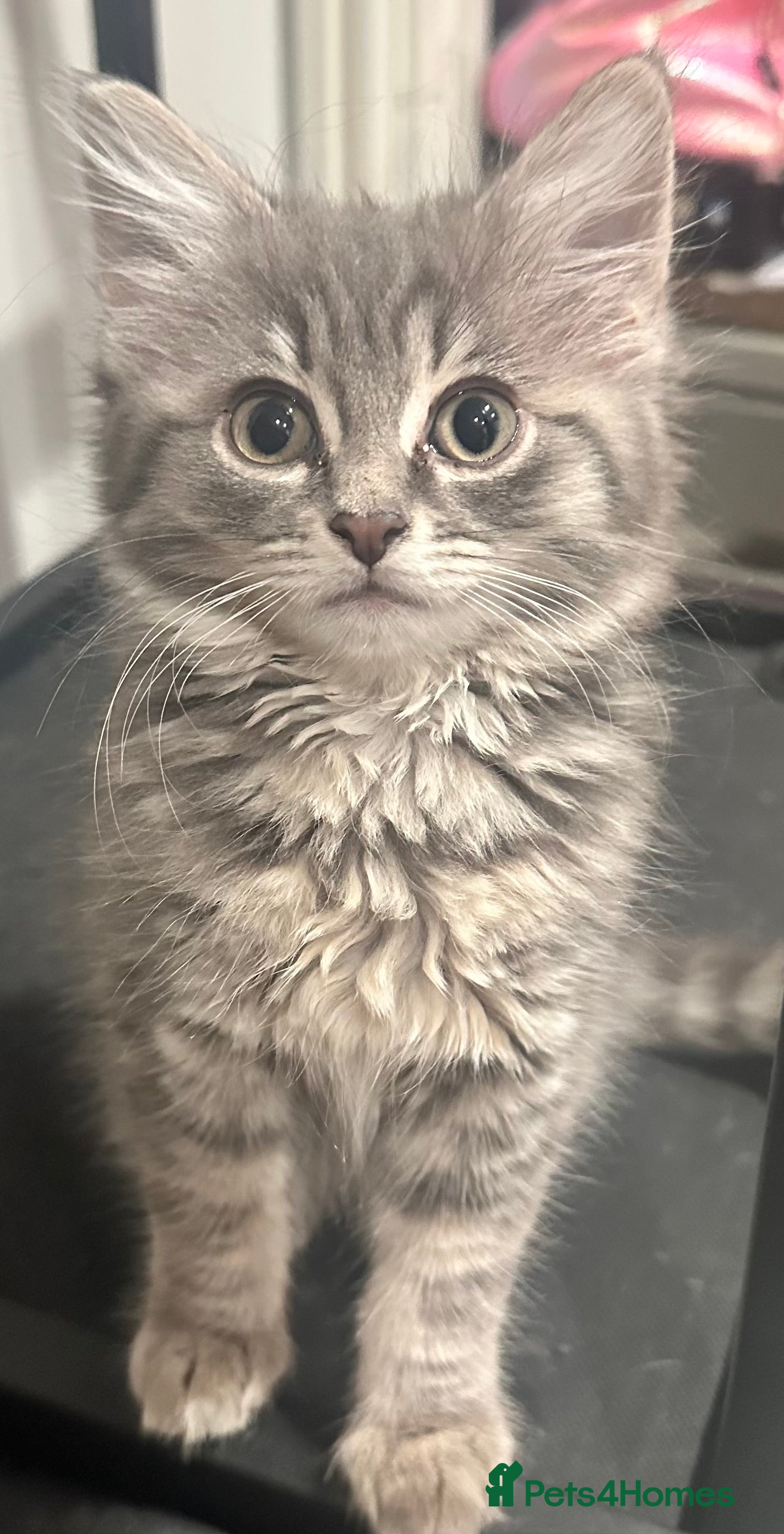 Mixed Breed cats Loving kittens ready to go💙 price has been lowere - Advert 3