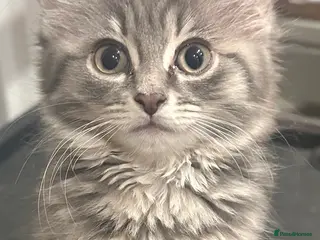 Mixed Breed cats Loving kittens ready to go💙 price has been lowere - Advert 3