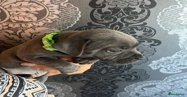 Staffordshire Bull Terrier dogs - Advert 3