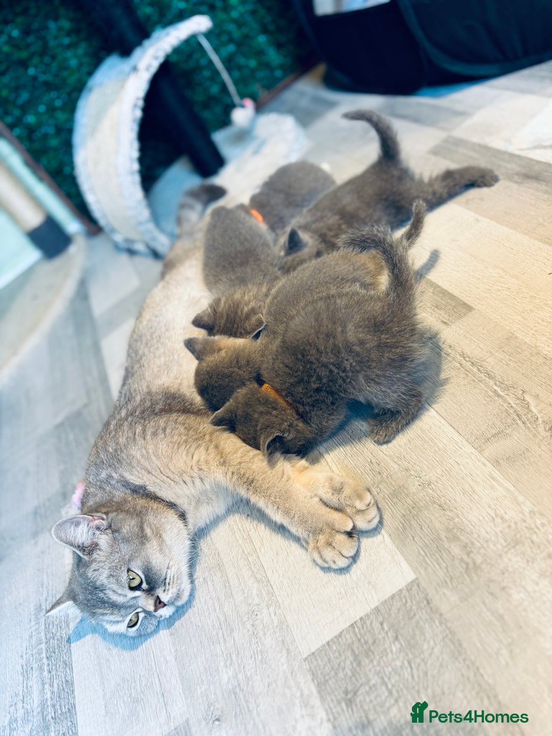 British Shorthair cats for sale: British shorthair kittens  - Image 11