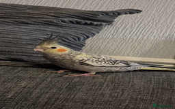 Cockatiels birds for sale: Baby hand reared cockatiels  - Advert 2