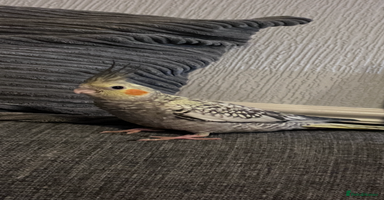 Cockatiels birds Baby hand reared cockatiels  - Advert 5