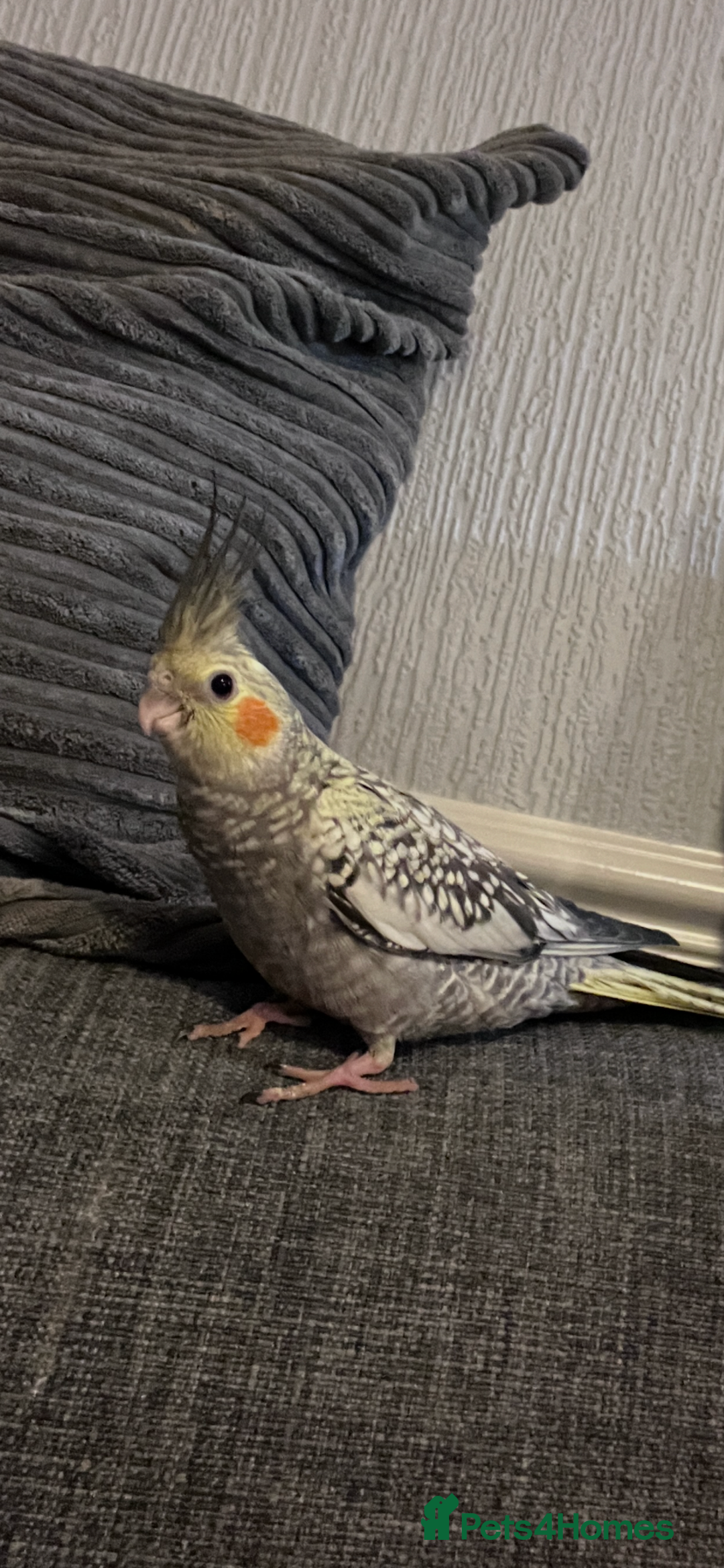 Cockatiels birds for sale: Baby hand reared cockatiels  - Advert 2