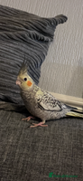 Cockatiels birds Baby hand reared cockatiels - Advert 1