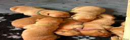 Labrador Retriever dogs for sale: 3 FoxRed Labrador Boys Available  - Advert 28